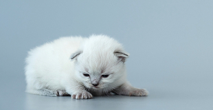 Быстрая доставка контента для неуловимых котов